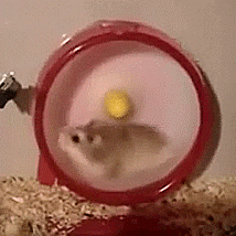 Hamster wheel - Image from Giphy